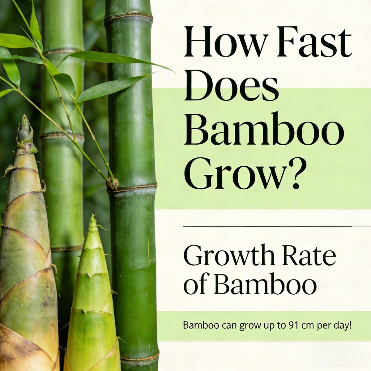 How Fast Does Bamboo Grow? - Kunknot